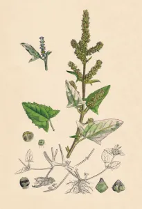 Nature Prints: Atriplex deltoidea. Triangular-leaved Orache, 19th Century