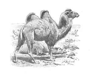 Bactrian Camel, c1900. Artist: Helena J. Maguire Bactrian Camel, c1900. Artist: Helena J. Maguire