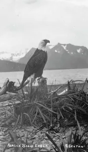 Alaskan Wildlife Photography Prints: Bald eagle, between c1900 and c1930. Creator:s Sexton