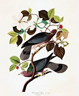 Band Tailed Pigeon, Columba Fasciata, 1845