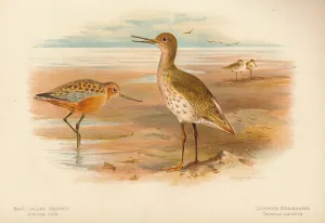 Bar-Tailed Godwit (Limosa rufa), Common Redshank (Totanus), 1900, (1900). Artist: Charles Whymper Bar-Tailed Godwit (Limosa rufa), Common Redshank (Totanus), 1900, (1900). Artist: Charles Whymper