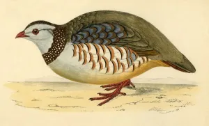 Barbary Partridge, late 19th century. Creator: Unknown Barbary Partridge, late 19th century. Creator: Unknown