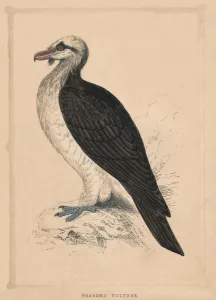 Bearded Vulture, (Gypaetus barbatus), c1850, (1856) Bearded Vulture, (Gypaetus barbatus), c1850, (1856)
