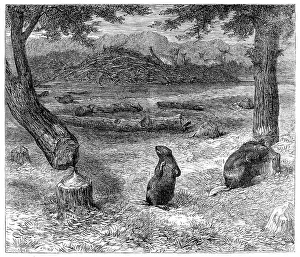 Beavers cutting down trees, London Zoo, 1862 Print