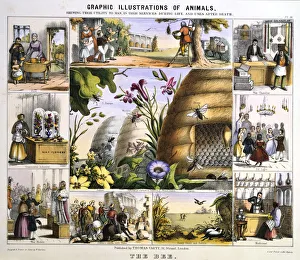 The Bee, c1850. Artist: Benjamin Waterhouse Hawkins The Bee, c1850. Artist: Benjamin Waterhouse Hawkins