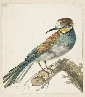 European Bee Eater Portrait Prints: Bee-eater (Merops apiaster), 1650-1719. Creator: Jan Weenix
