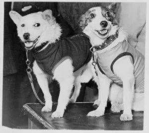 Belka and Strelka, Russian cosmonaut dogs, 1960. Artist: Unknown Belka and Strelka, Russian cosmonaut dogs, 1960. Artist: Unknown