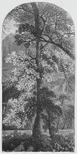 California Nature Scene Prints: Big Tree, 1883