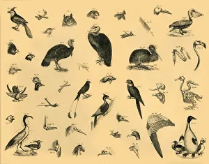 Black And White Bird Art Prints: Birds, c1910. Creator: Unknown