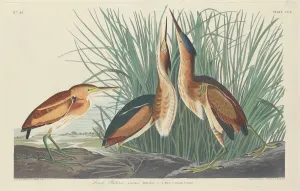 American Ornithology Prints: Least Bittern, 1834. Creator: Robert Havell