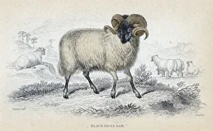 Black Faced Ram, mid 19th century. Artist: William Home Lizars Black Faced Ram, mid 19th century. Artist: William Home Lizars