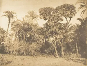 Minya Collection: Bois de Dattiers et de Doums, a Hamarneh, 1849-50. Creator: Maxime du Camp