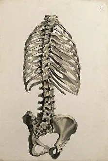 Human Skeleton Art Prints: Bones of the trunk: back view, 1830-1835. Creator: Unknown