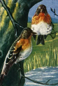 Cigarette Card Album Prints: Bramblings, c1928. Creator: Unknown
