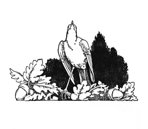 Nature Illustration Prints: Among the Branches Dwelt a Nightingale, c1930. Artist: W Heath Robinson
