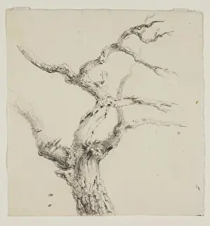 Branches of a Tree, c1830s Print