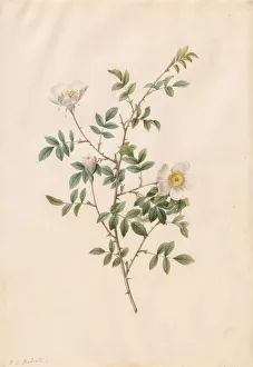 Brier Bush Rose or Dog Rose (Rosa Sepium Rosea), 1817-1824. Creator: Henry Joseph Redouté Brier Bush Rose or Dog Rose (Rosa Sepium Rosea), 1817-1824. Creator: Henry Joseph Redouté