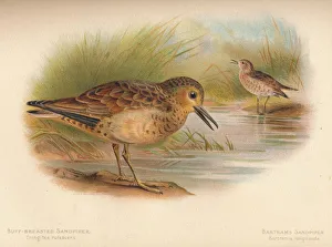 Buff-Breasted Sandpiper (Tringites rufescns), Bartrams Sandpiper (Bartramia longicauda), 1900 Buff-Breasted Sandpiper (Tringites rufescns), Bartrams Sandpiper (Bartramia longicauda), 1900