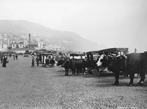 Bullock Carriage Print, Madeira, c1920s-1930s