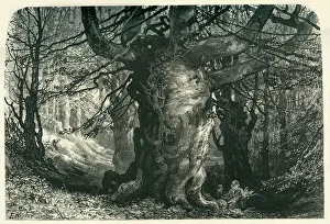 Buckinghamshire England Prints: Burnham Beeches, c1870