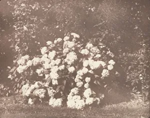 Victorian Era Botanicals Prints: A Bush of Hydrangea in Flower, ca. 1842. Creator: William Henry Fox Talbot