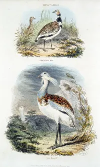 Bustards, 1835 Bustards, 1835