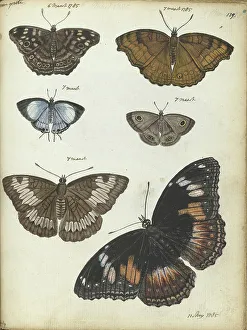 Jan Brandes Print: Javanese Butterflies and Moths, 1785