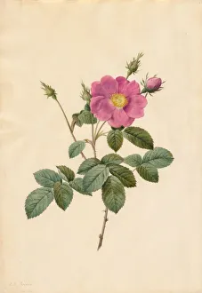 French Heritage Artwork Prints: Cabbage Rose (Rosa Centifolia Simplex), 1817-1824. Creator: Henry Joseph Redoute (French