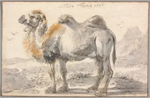 Cornelis Saftleven Print: A Camel, 1646