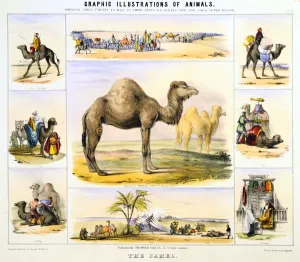 The Camel, c1850. Artist: Benjamin Waterhouse Hawkins The Camel, c1850. Artist: Benjamin Waterhouse Hawkins