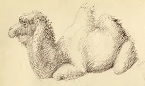 Shirley Markham Artist Prints: Camel, c1951. Creator: Shirley Markham