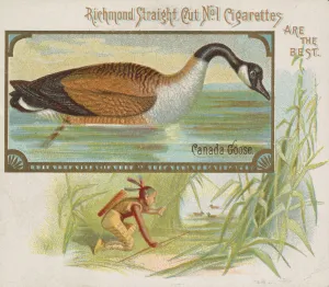 Canada Goose, from the Game Birds series (N40) for Allen & Ginter Cigarettes, 1888-90 Canada Goose, from the Game Birds series (N40) for Allen & Ginter Cigarettes, 1888-90