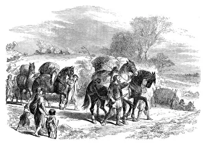 Carrying bread to London on pack-horses, c1895 Carrying bread to London on pack-horses, c1895