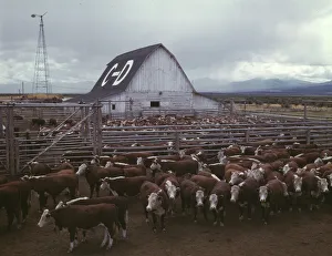 Rural Life In America Prints: Cattle in corrals on ranch, Beaverhead County, Mont. 1942. Creator: Russell Lee