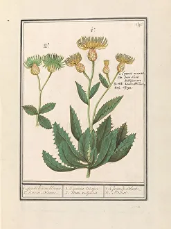 Netherlandish Heritage Art Prints: Centauri (Centaurea), 1596-1610. Creators: Anselmus de Boodt, Elias Verhulst