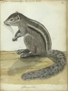 Ceylon Squirrel Print, 1785
