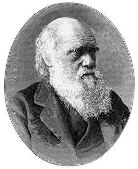 Charles Darwin, 19th century English naturalist, (1900).Artist: Elliott & Fry Charles Darwin, 19th century English naturalist, (1900).Artist: Elliott & Fry