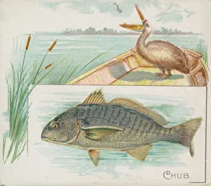 Chub, from Fish from American Waters series (N39) for Allen & Ginter Cigarettes, 1889 Chub, from Fish from American Waters series (N39) for Allen & Ginter Cigarettes, 1889