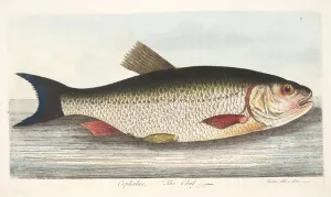 The Chub, from A Treatise on Fish and Fish-ponds, pub. 1832 (hand coloured engraving) The Chub, from A Treatise on Fish and Fish-ponds, pub. 1832 (hand coloured engraving)