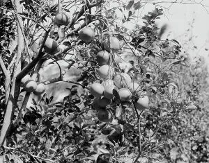 Vintage Fruit Photography Prints: Cluster of grape fruit, between 1900 and 1920. Creator: Unknown