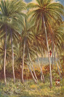 Historical Plant Illustration Prints: Coco-nut Palms, 1924