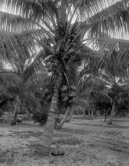Vintage American Landscapes Prints: Cocoanut trees, Lake Worth, Fla. between 1880 and 1897. Creator: William H. Jackson