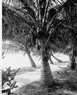 Coconut Palm Trees Prints: Cocoanut trees, Palm Beach, Fla. between 1900 and 1906. Creator: Unknown