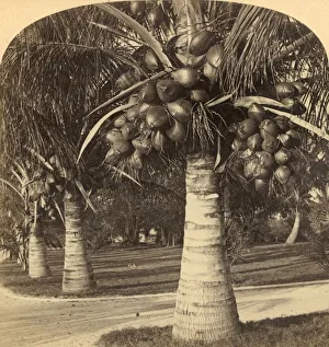 Coconut Palm Trees Prints: Cocoanut Trees in the white sands of Florida. USA, c1900. Creator: Underwood & Underwood