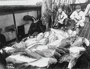 Black And White Fishing Images Prints: Cod and halibut, between c1900 and c1930. Creator: Unknown