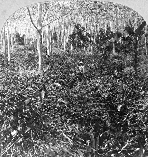 A coffee plantation, Jamaica, c1900s.Artist: CH Graves A coffee plantation, Jamaica, c1900s.Artist: CH Graves