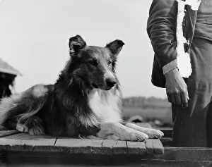 Black And White Dogs Prints: Collie's head, c1900. Creator: Unknown