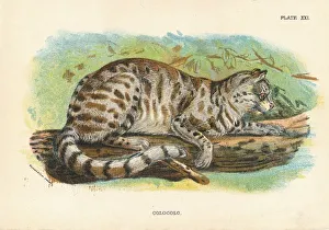 Wild Cat Portrait Prints: Colocolo, 1896