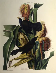 The common grackle. From The Birds of America , 1827-1838. Creator: Audubon The common grackle. From The Birds of America , 1827-1838. Creator: Audubon