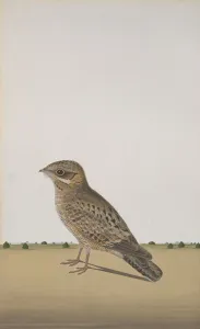 A Common Indian Nightjar (Caprimulgus asiaticus), ca. 1780. Creator: Unknown A Common Indian Nightjar (Caprimulgus asiaticus), ca. 1780. Creator: Unknown
